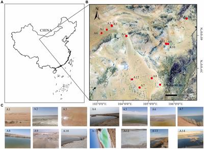 Characterization of bacterial community dynamics dominated by salinity in lakes of the Inner Mongolian Plateau, China